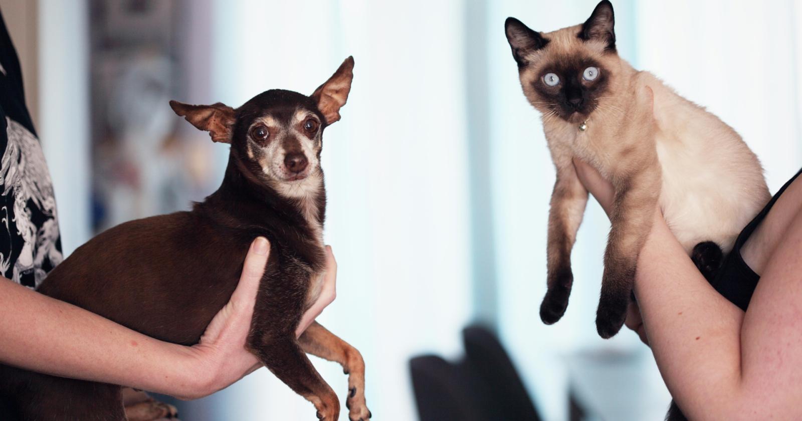 Cani e gatti: come favorire la convivenza