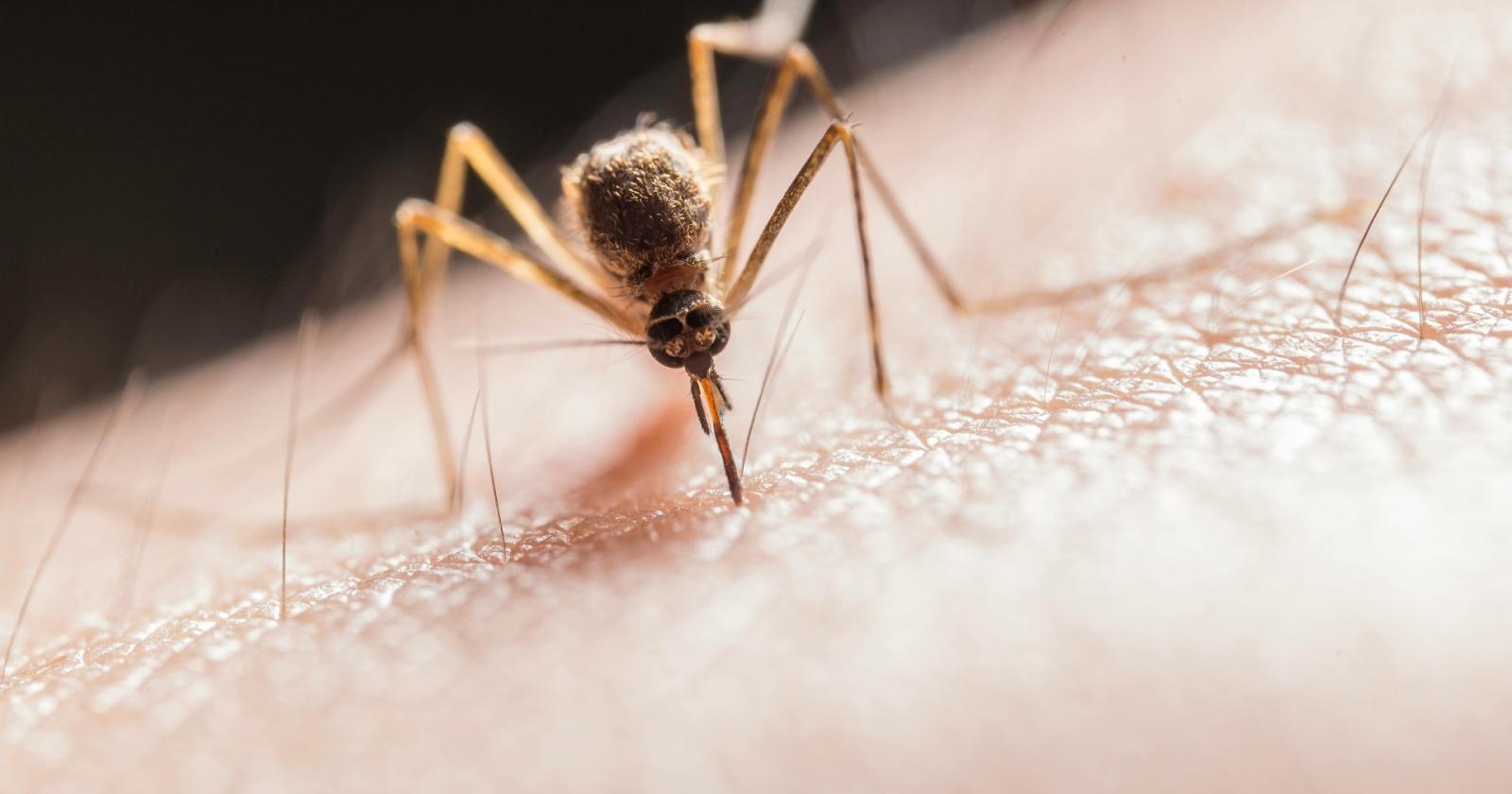 Chikungunya, casi in aumento nel Veronese