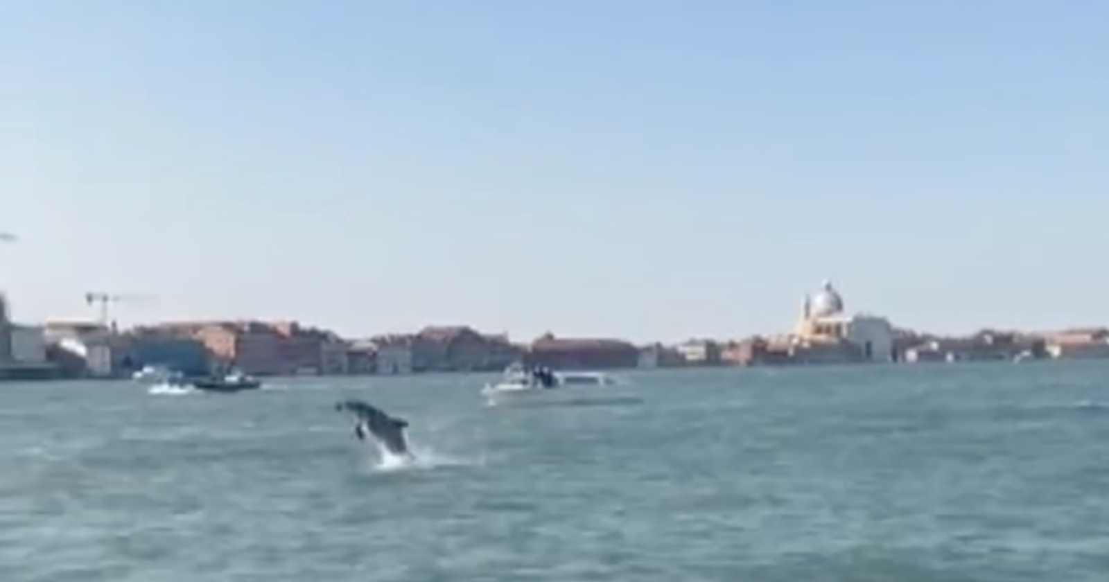 Un giovane delfino fa il suo ingresso spettacolare nel cuore di Venezia