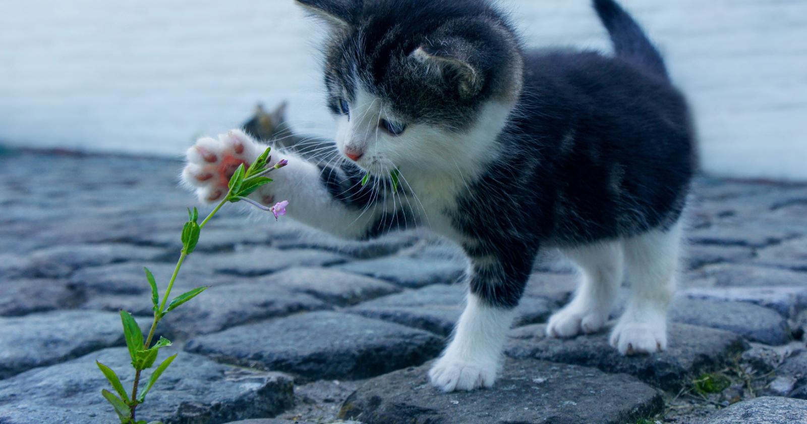 Abbandoni? Troppi gatti da gestire