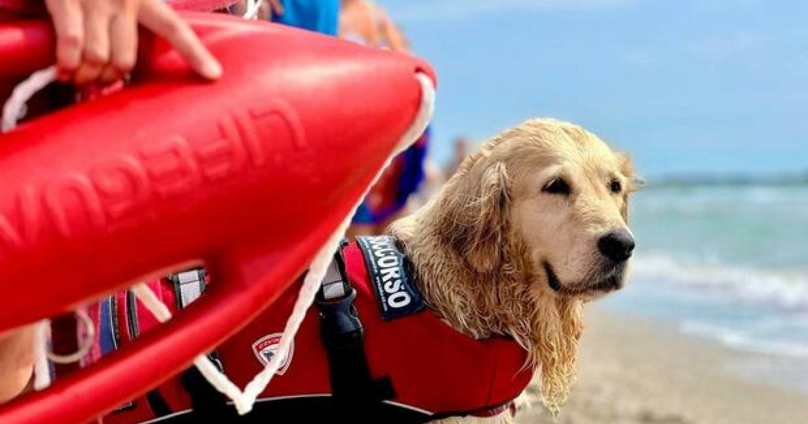 Bernice: ultimo salvataggio e pensione