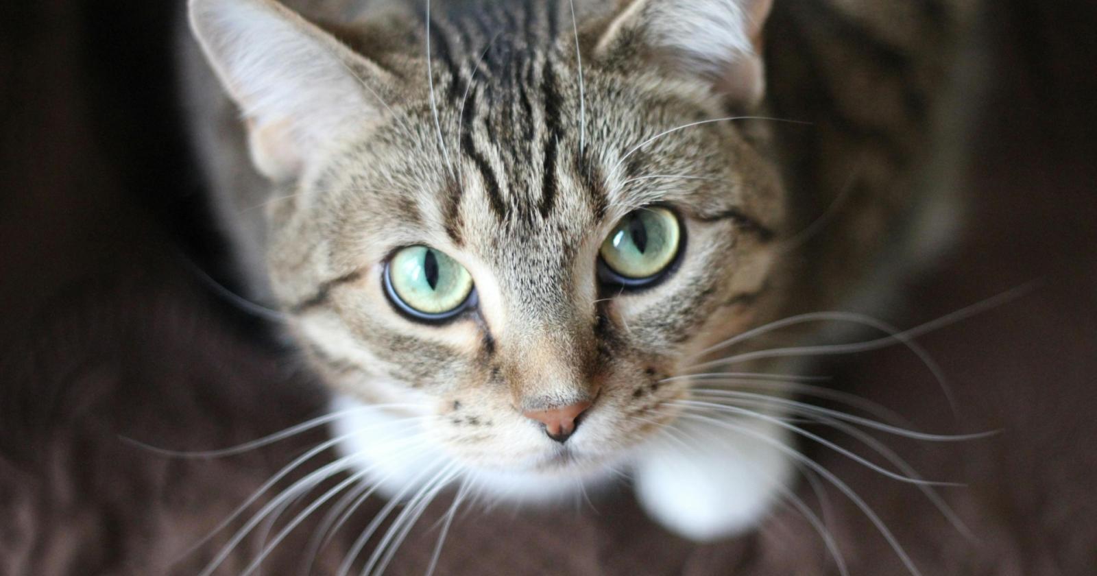 Blinking Felino