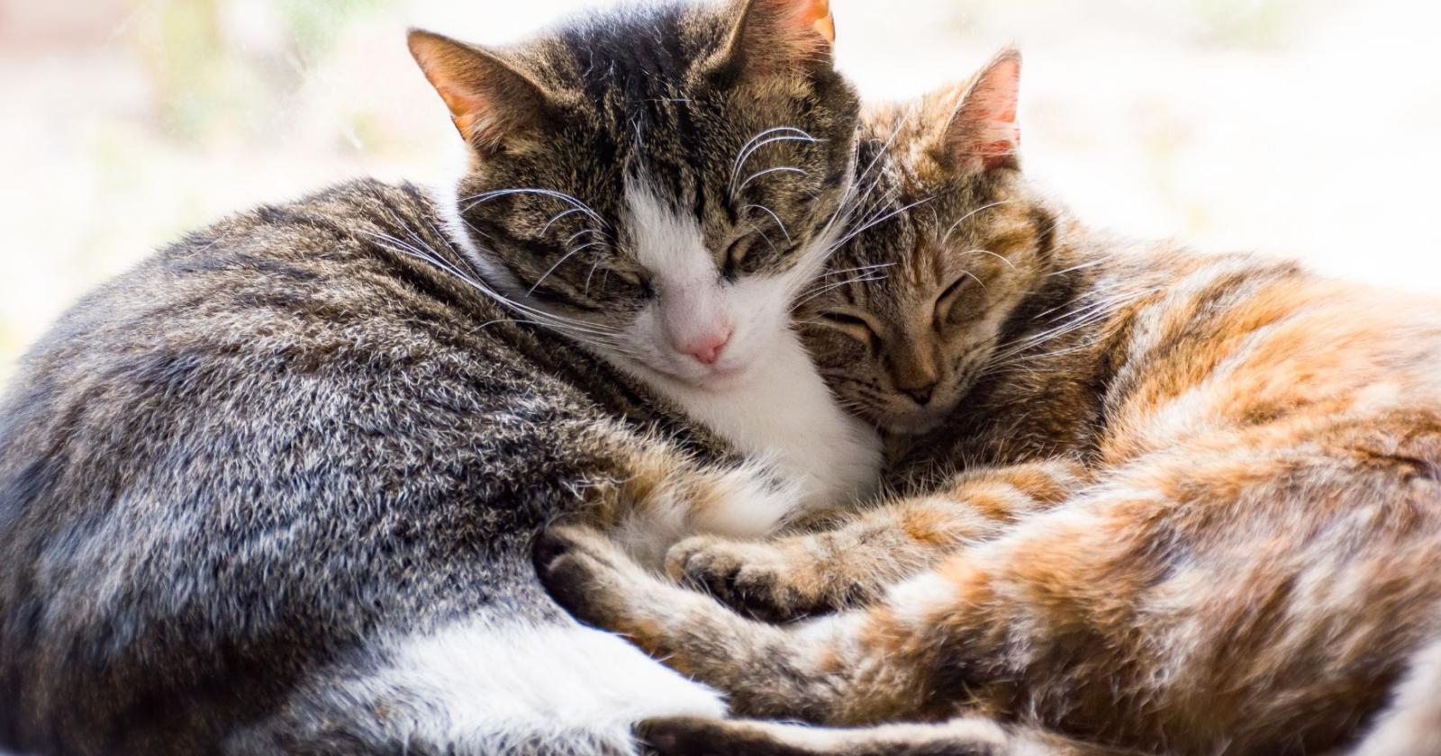 Perché i gatti si arrampicano?