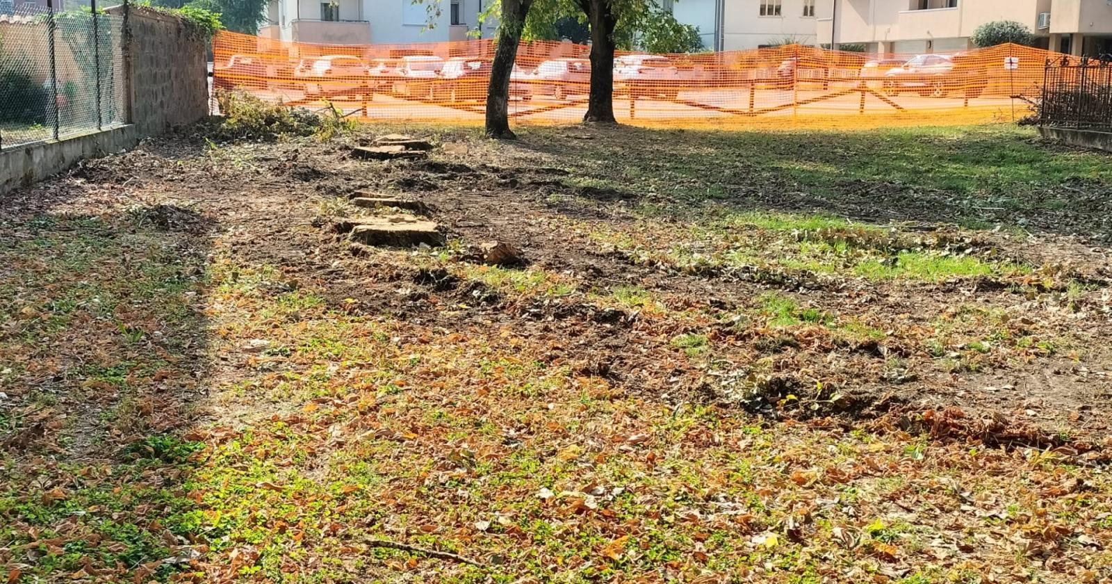 Trentamila euro per nuovi alberi