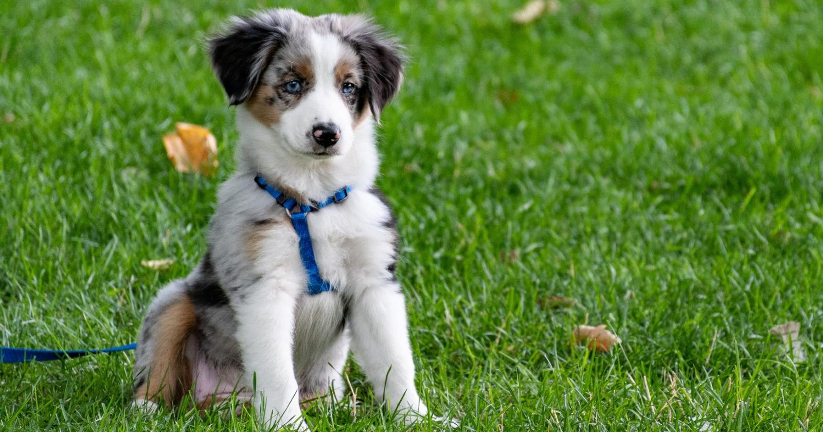 La Corte UE equipara gli animali ai bagagli