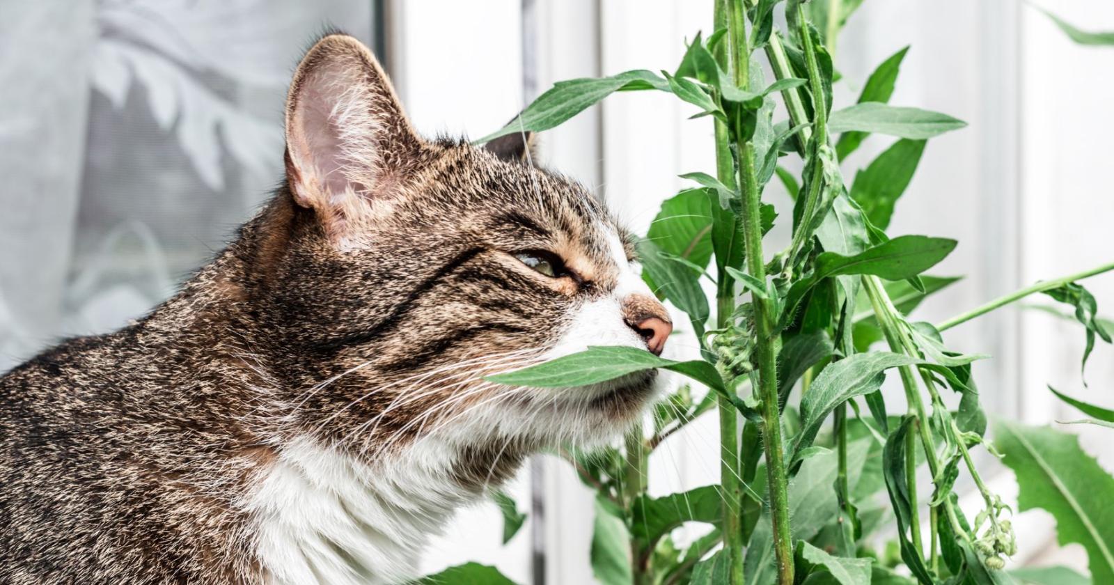 Verde pericoloso: minaccia per cani e gatti