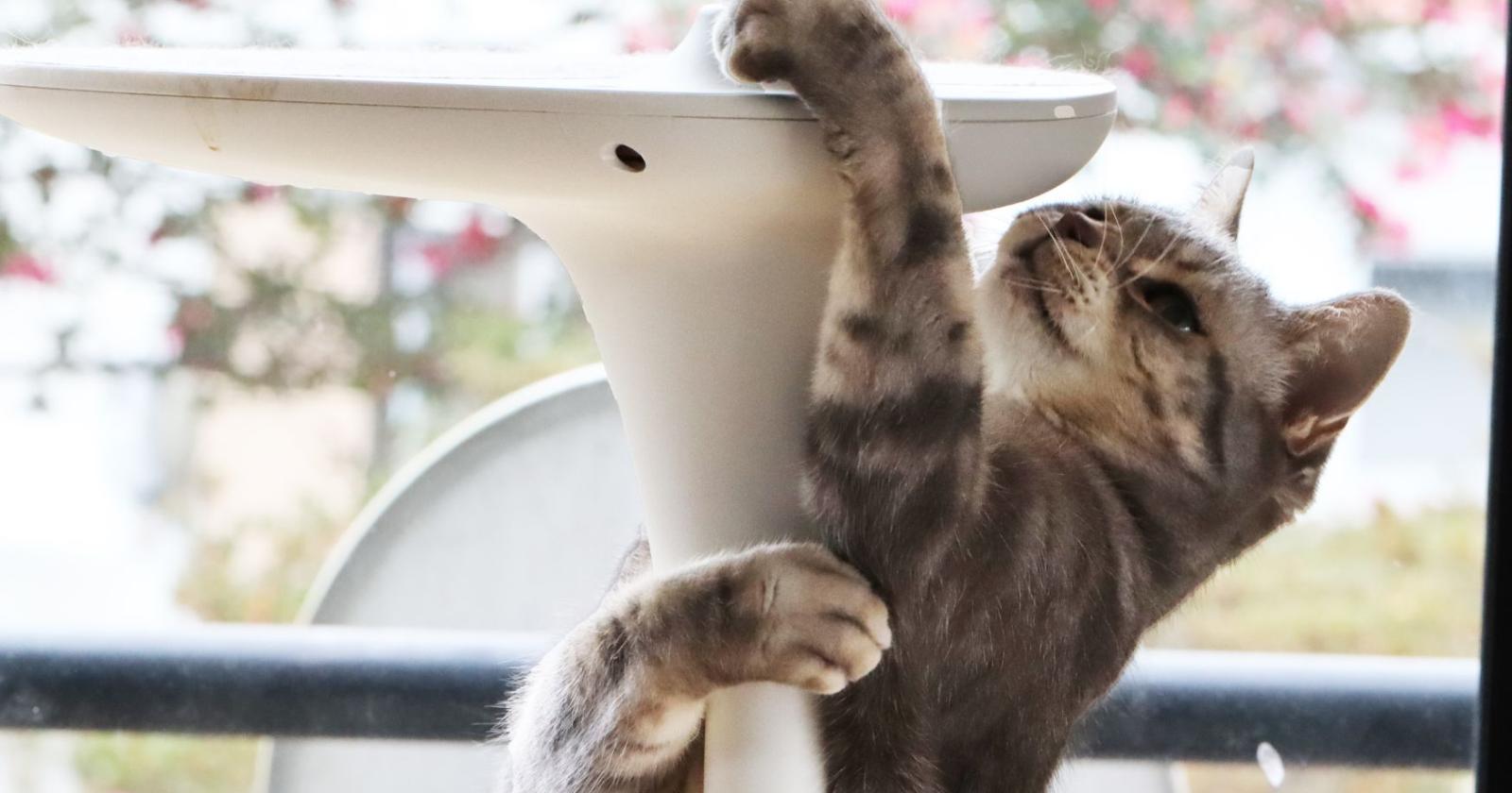 Gatti felici e menti attive