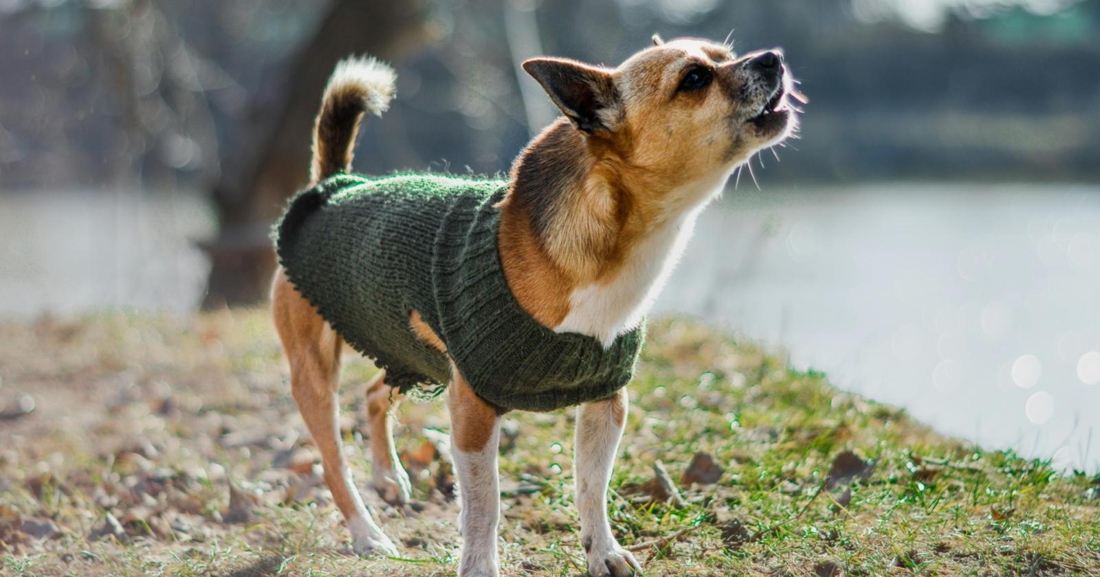 Quando il cane parla con la voce