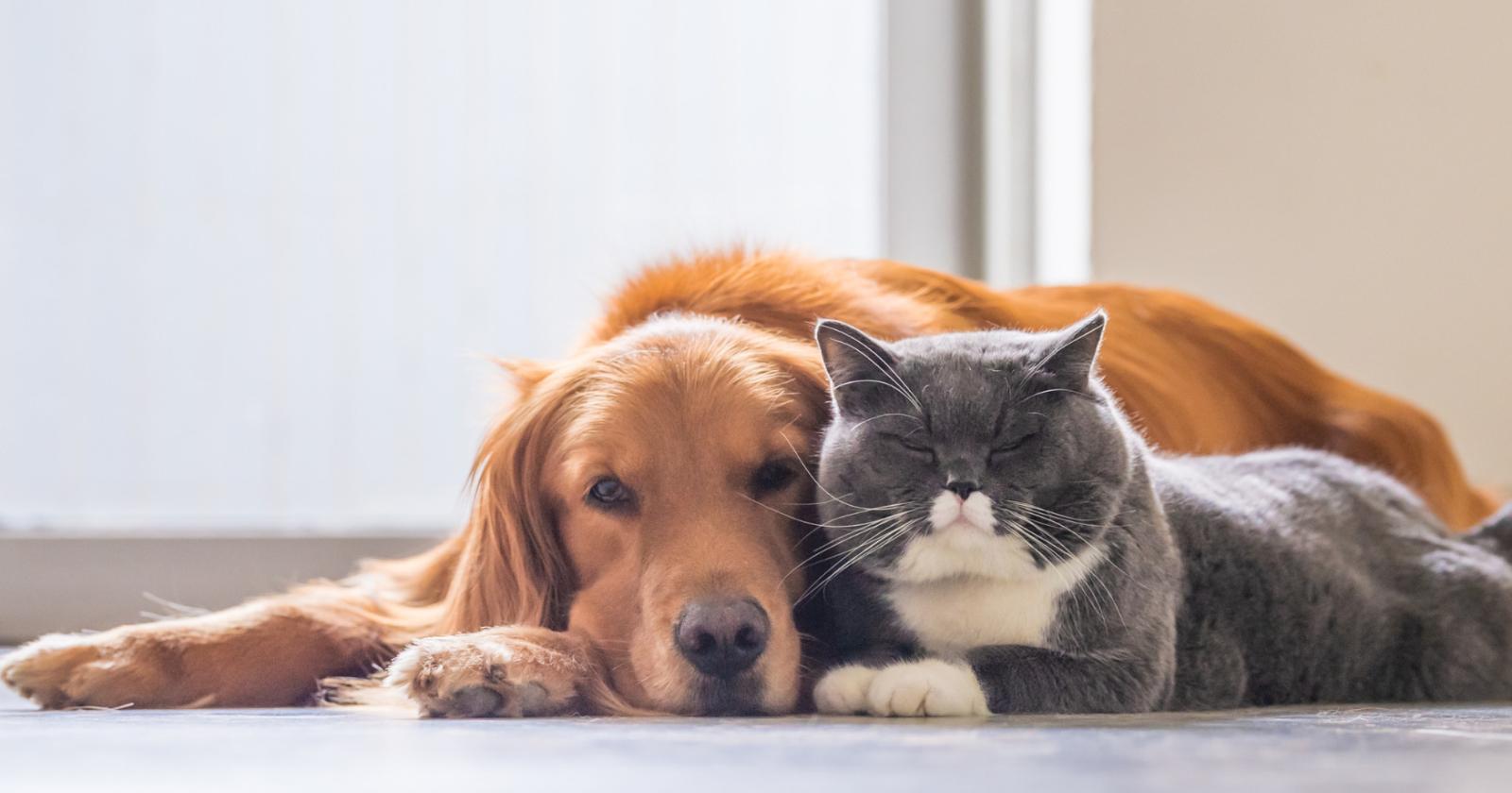 Viaggiare con cani e gatti