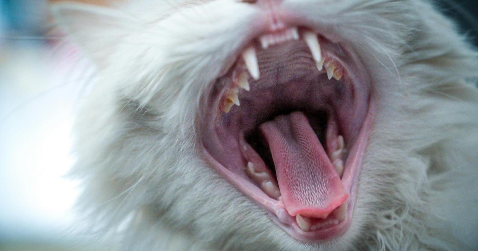 L’igiene orale salva la salute di cani e gatti