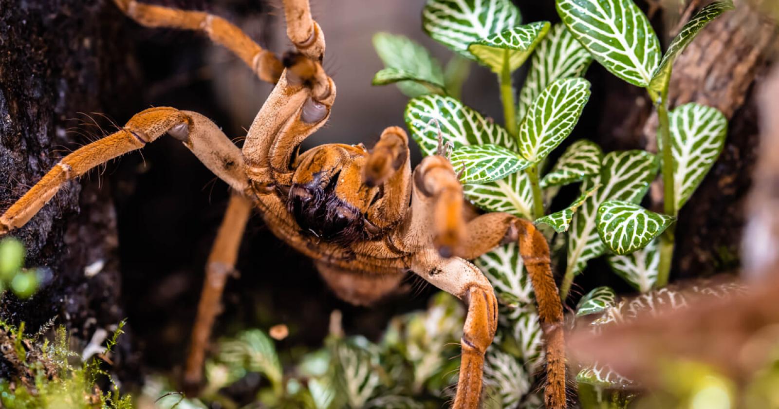 Un maxi sequestro di tarantole