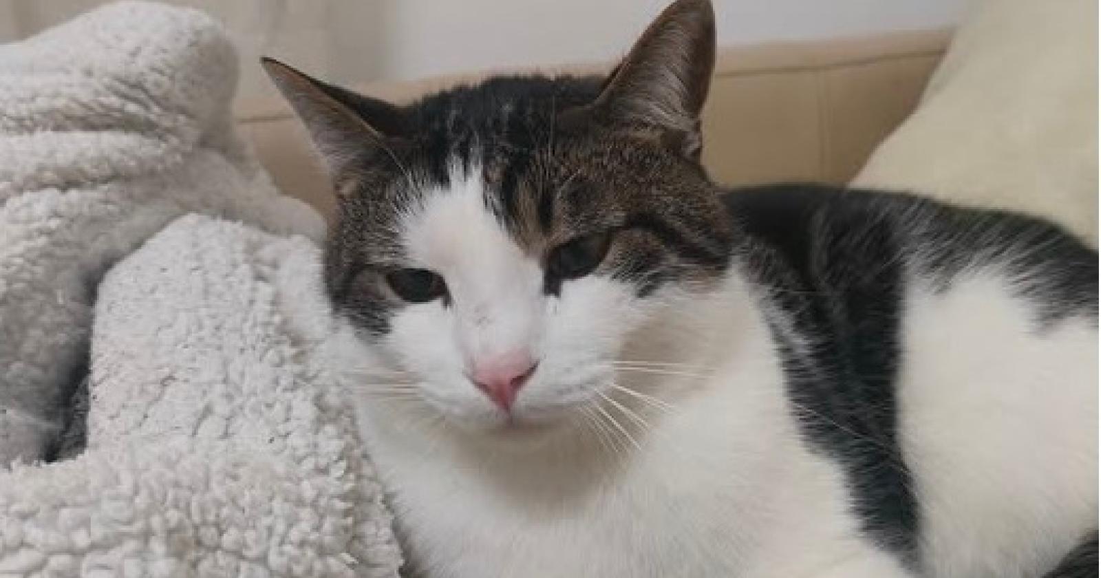 Ladri in casa, scappa il gatto