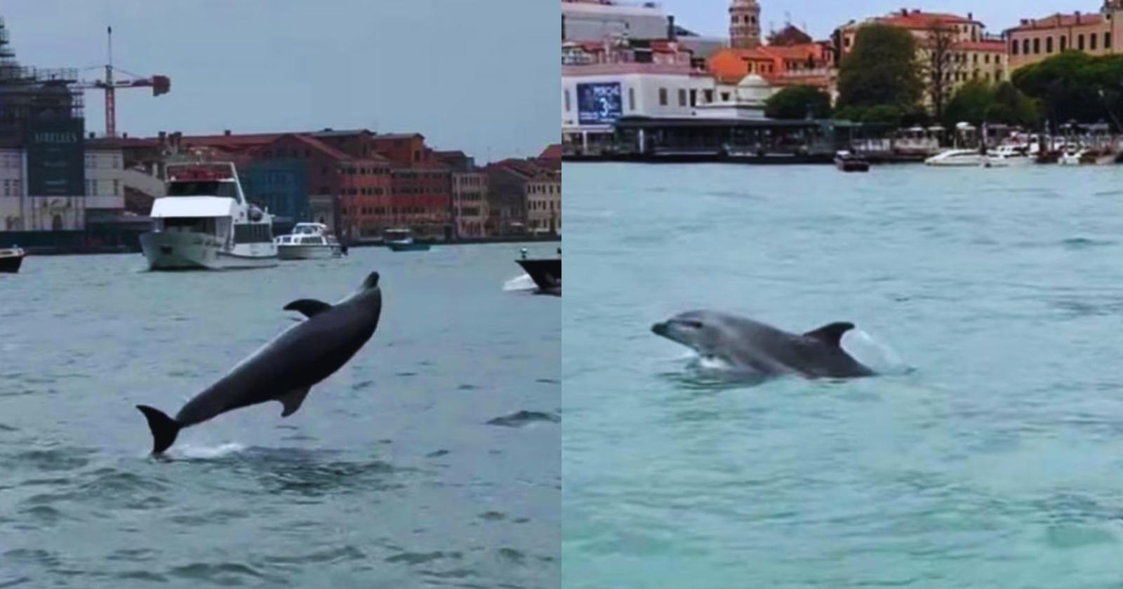Mimmo, il delfino in laguna
