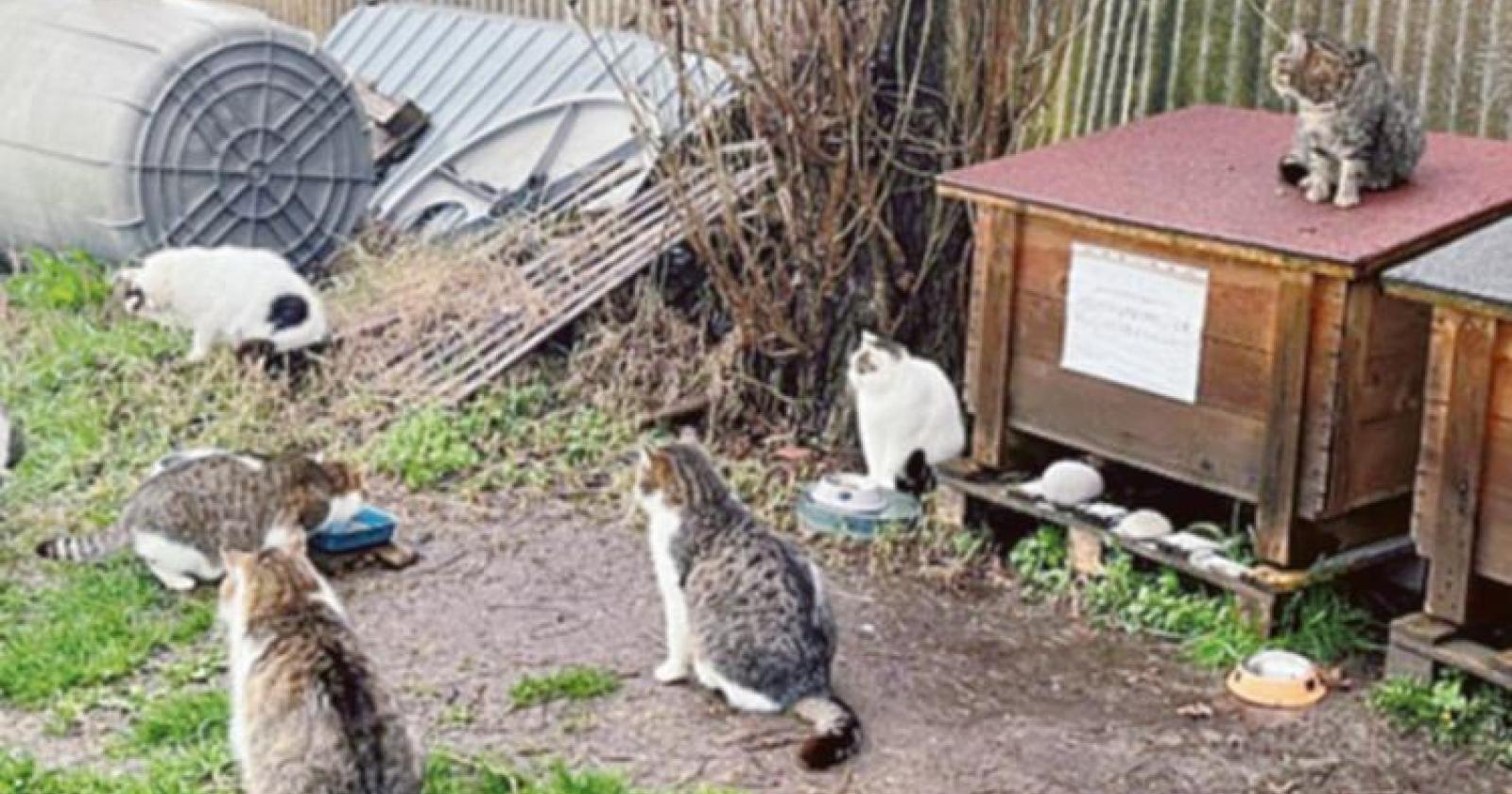 L’oasi felina ora cerca un gestore