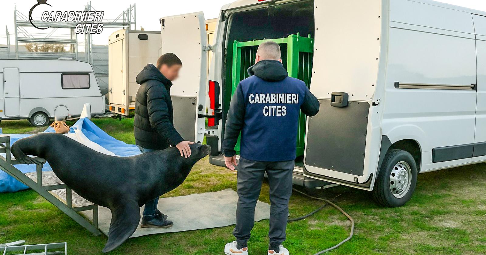 "Tenevano imprigionato un leone marino"