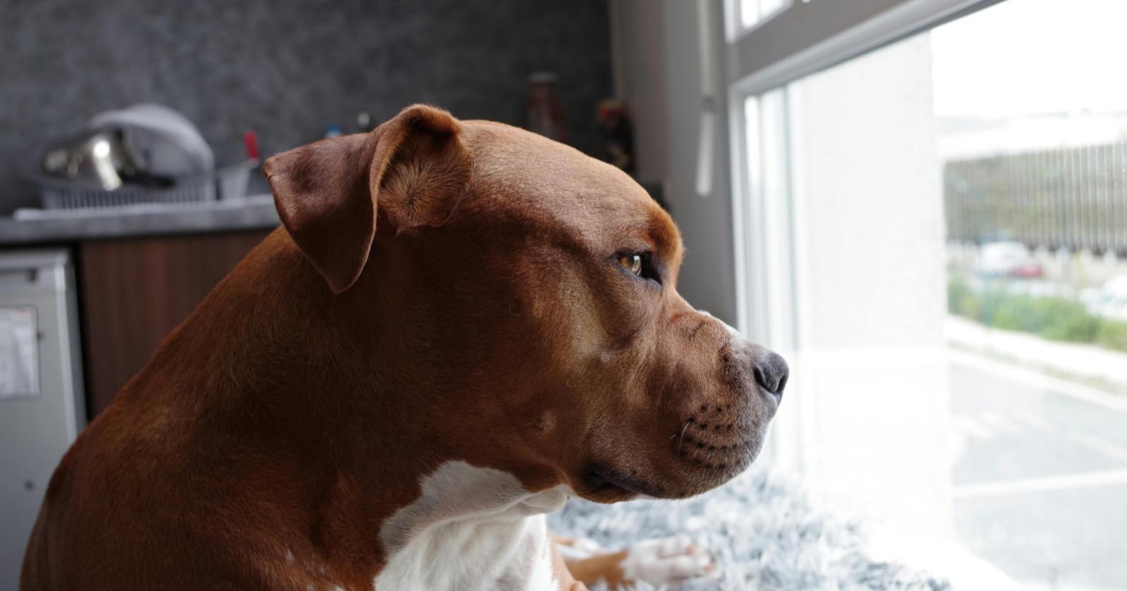 Tyson, il pitbull usato per le rapine è libero: era denutrito e impaurito