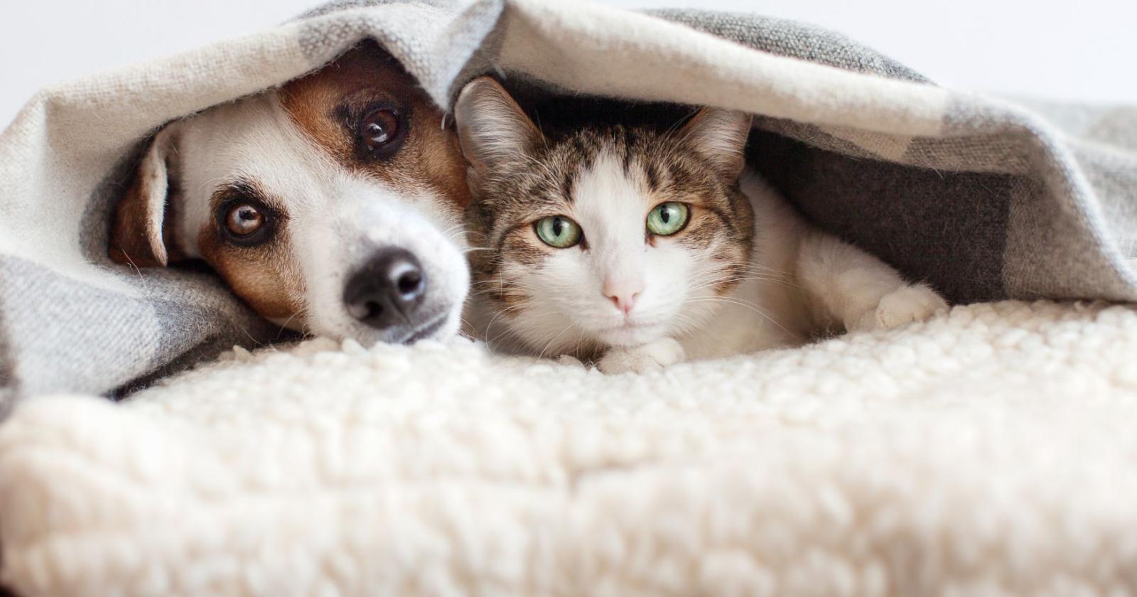 Parlargli? Un gesto naturale