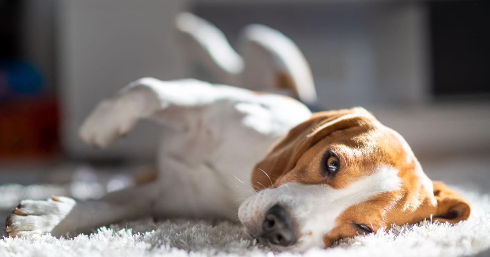 Precipita il cane, condanna a 5mila euro