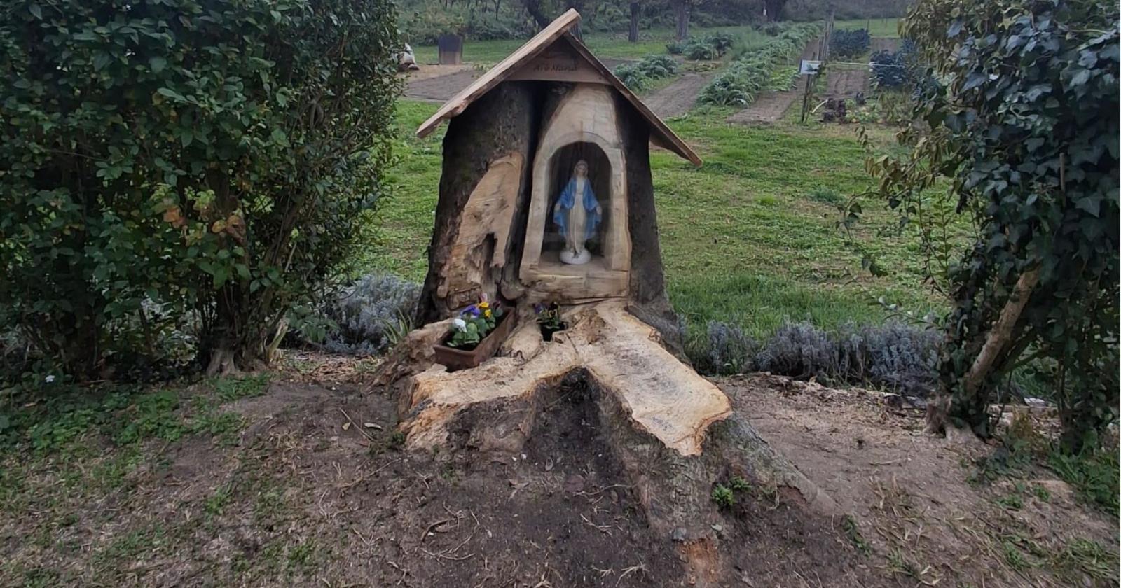 Nuova vita all'albero malato 