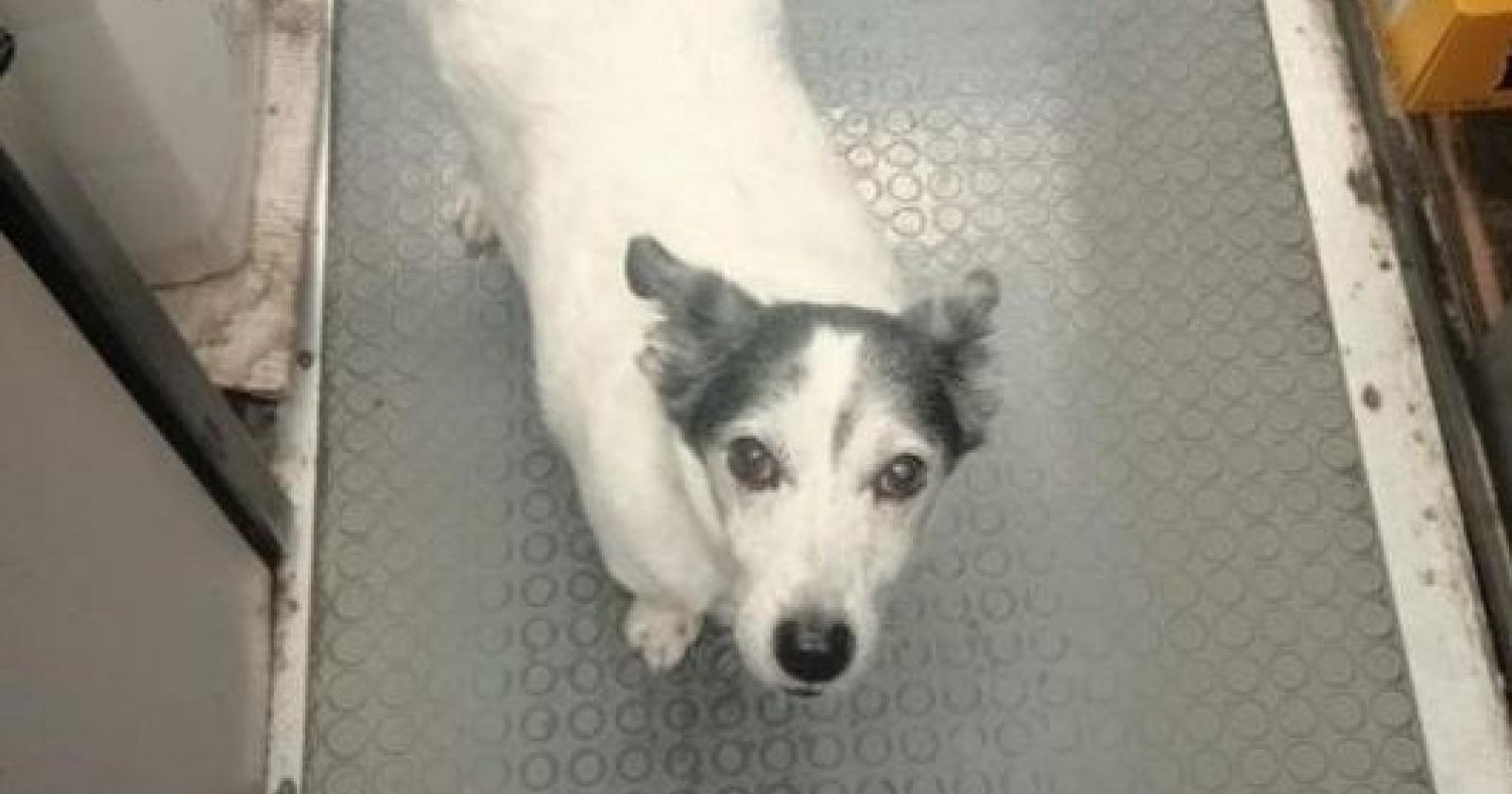 Il padrone muore, lui ogni giorno va a cercarlo al bar