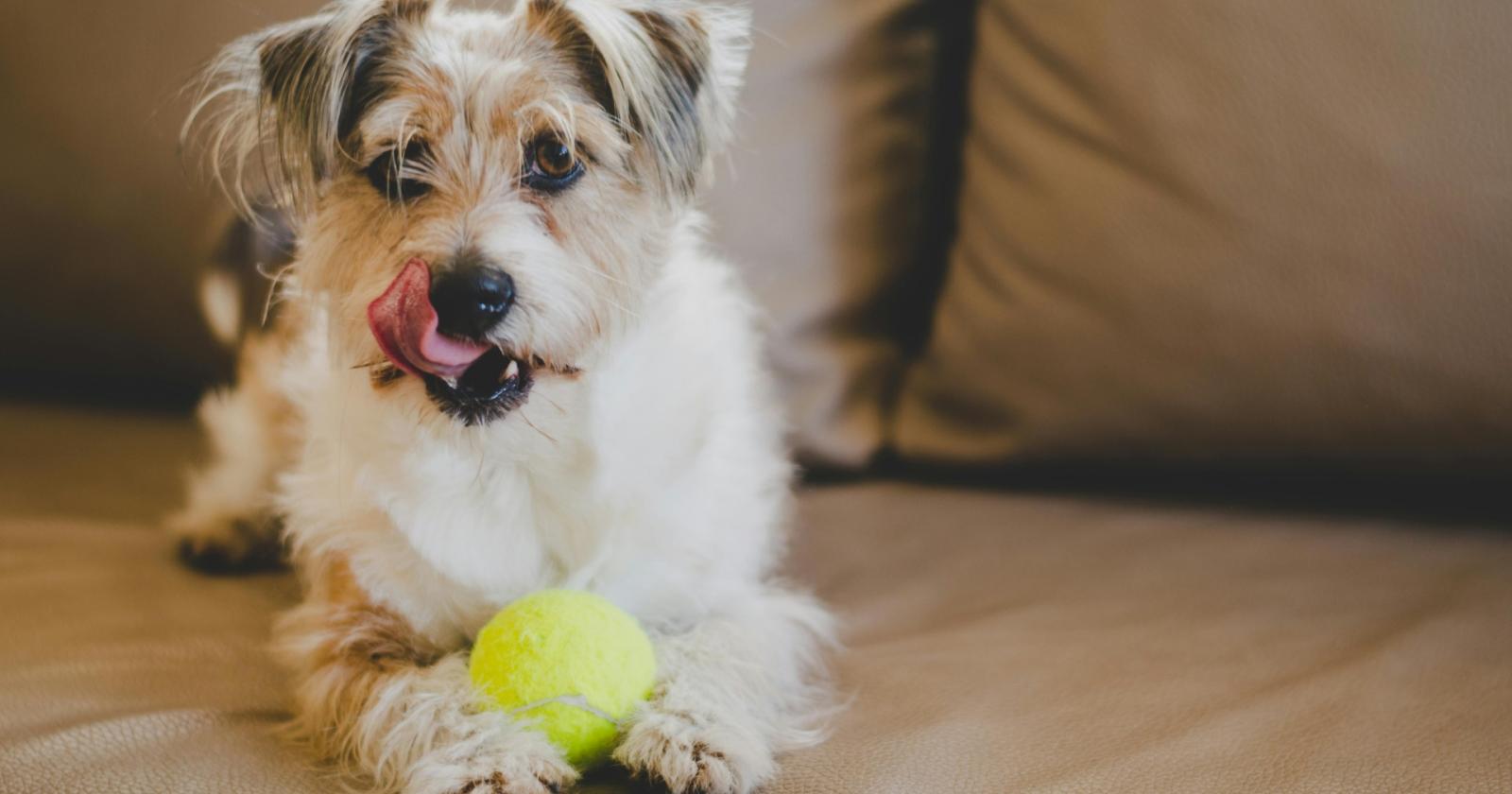 Cani e giocattoli: quando il gioco diventa un problema