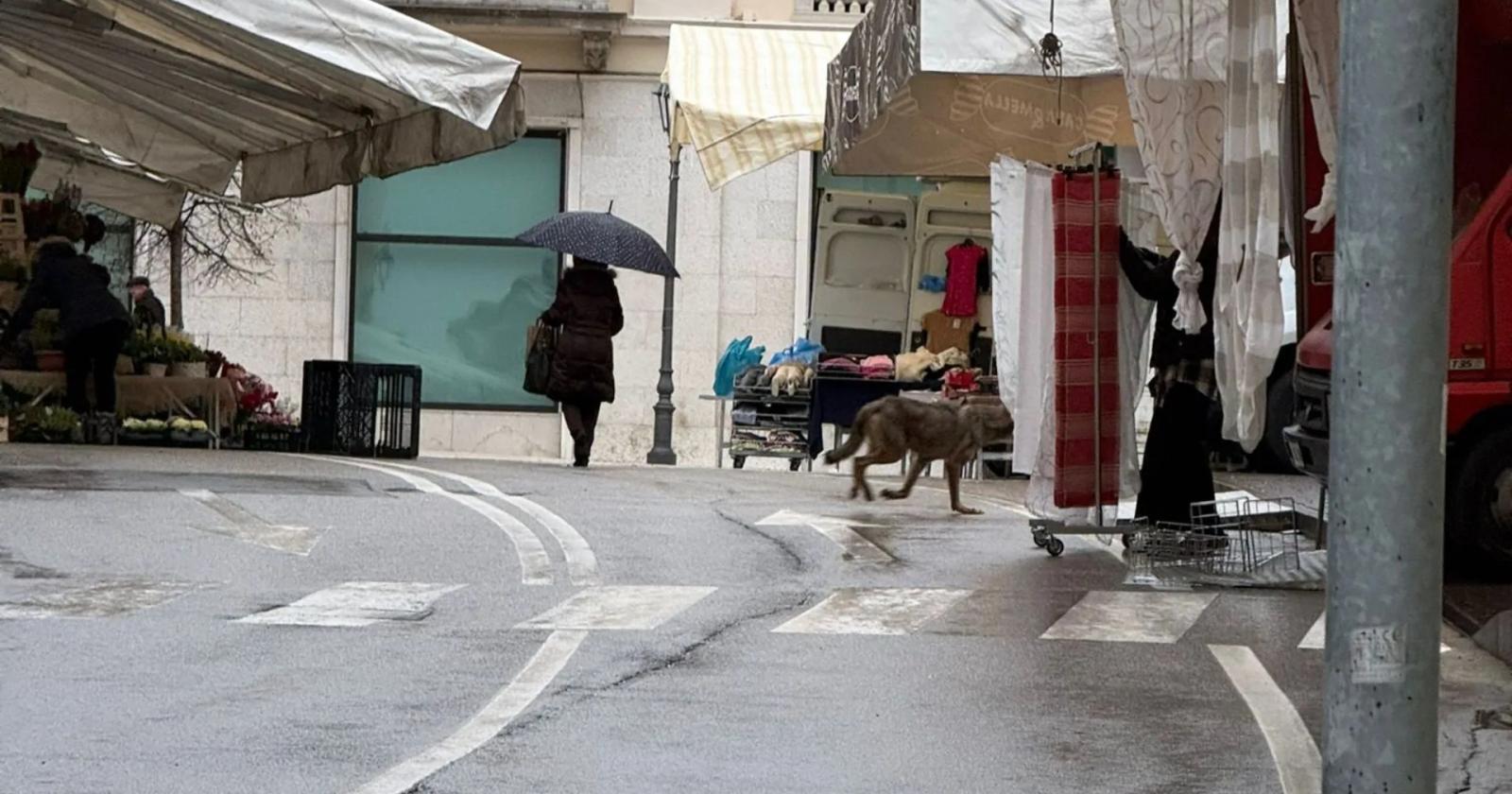 Incredibile: un lupo tra le bancarelle del mercato