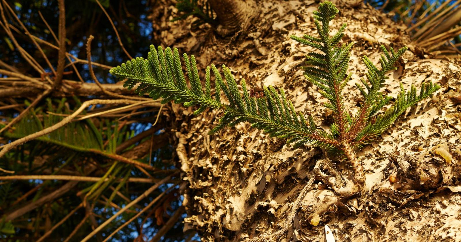 Legge deforestazione: a rischio la maggioranza