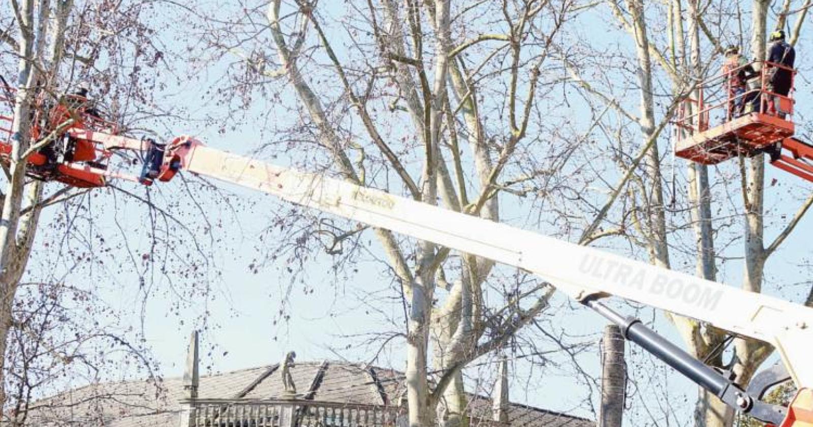 Alberi, ecco il piano del rischio