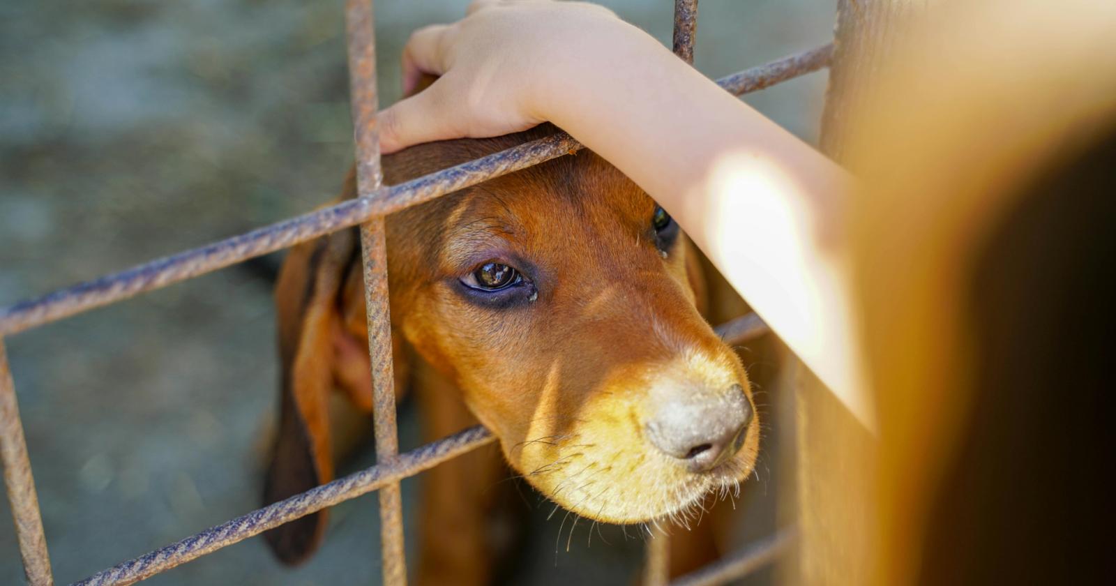 Cane salvato dalla boscaglia