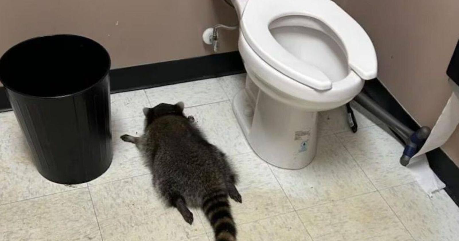 Procione ubriaco si addormenta nel bagno del negozio e la foto diventa virale