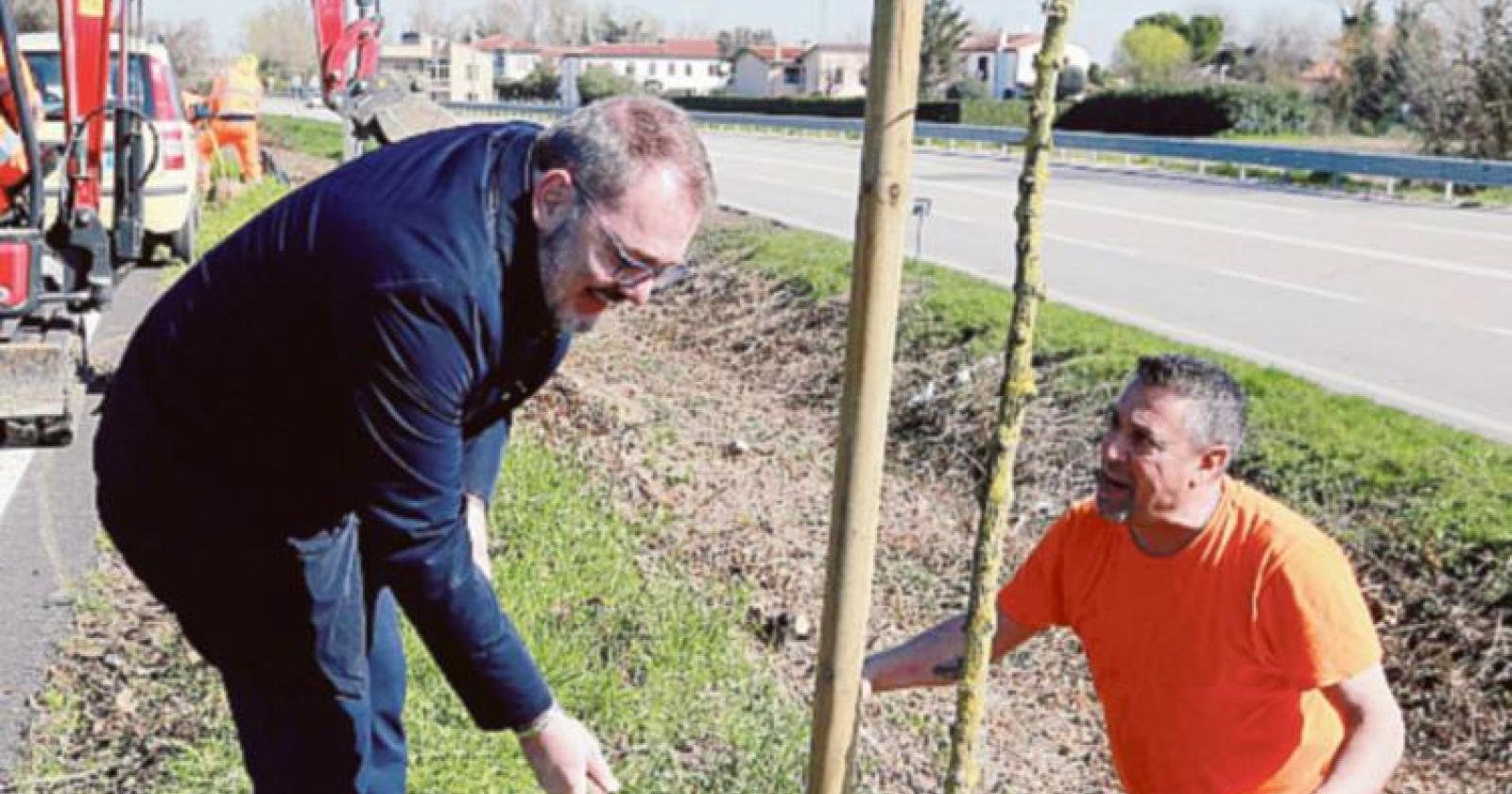 “Alberi? Prima il censimento”
