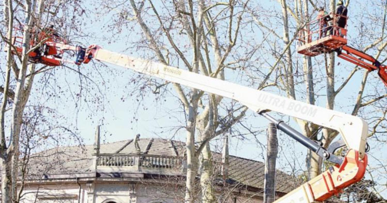 Opposizione all’attacco: “Gli alberi vanno ripiantati”