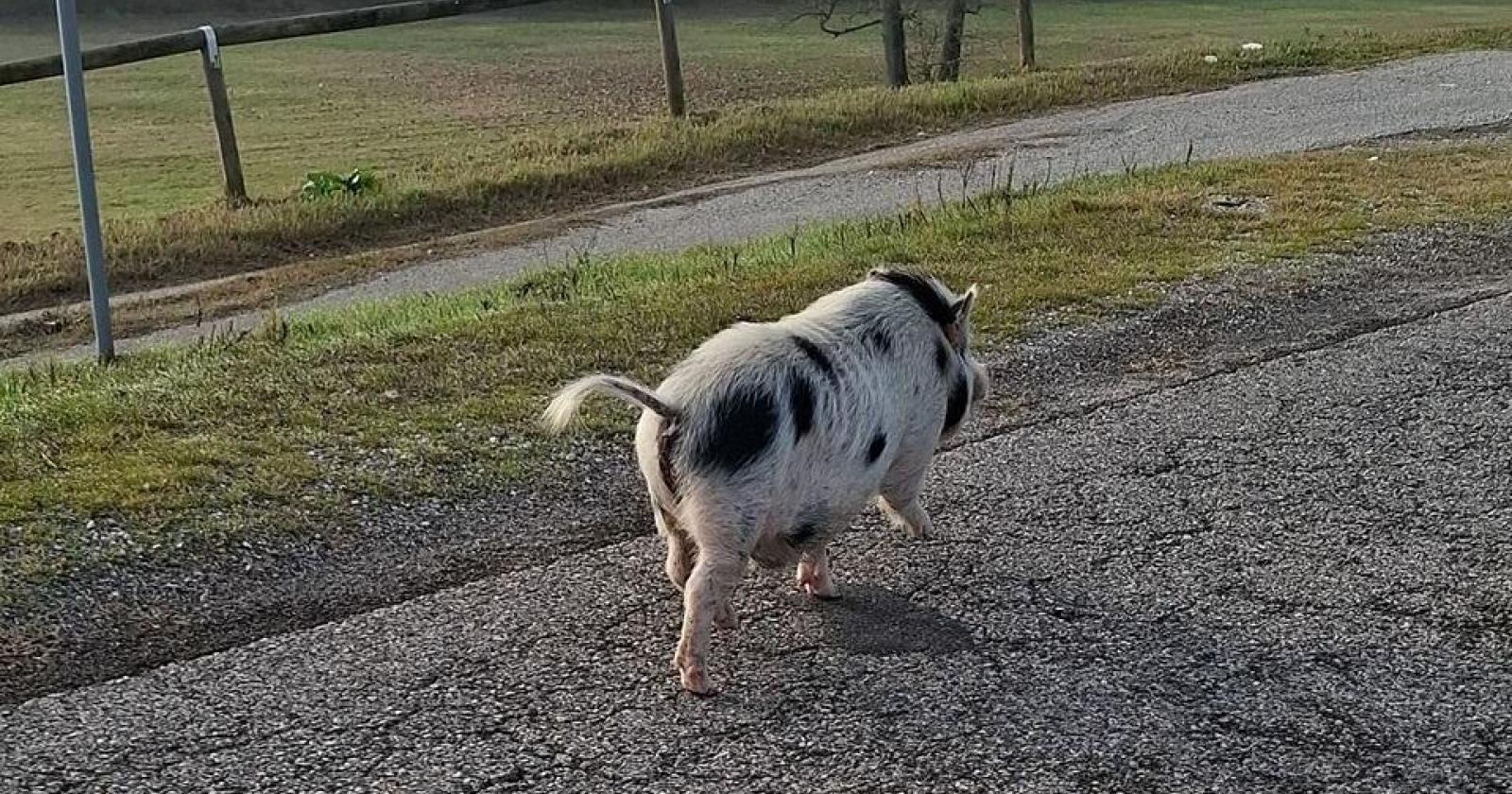 Grosso maiale a “spasso” sull’argine