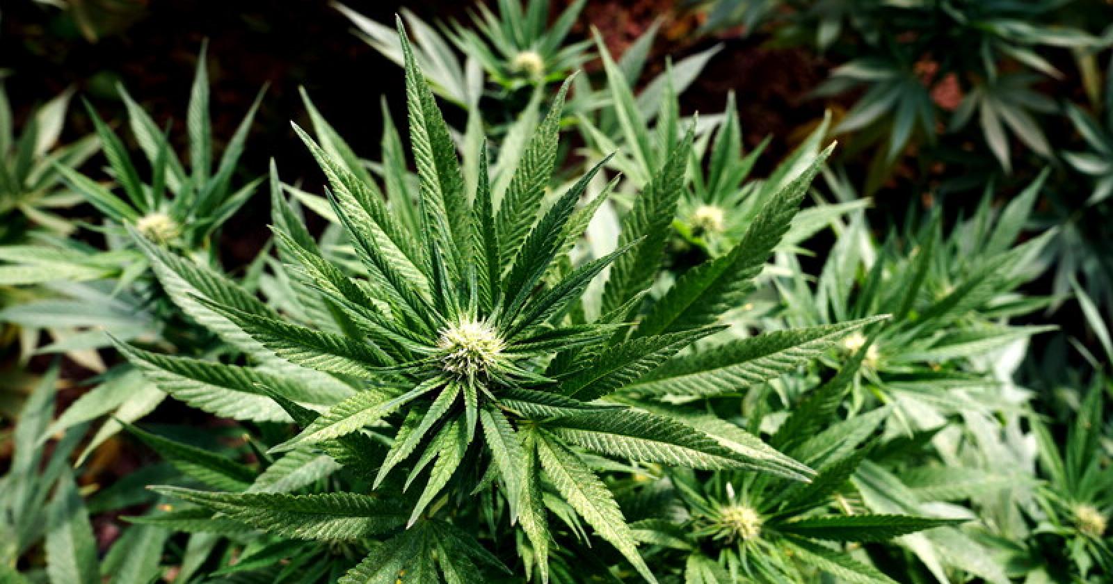 Cannabis light, l’emendamento FdI si arena