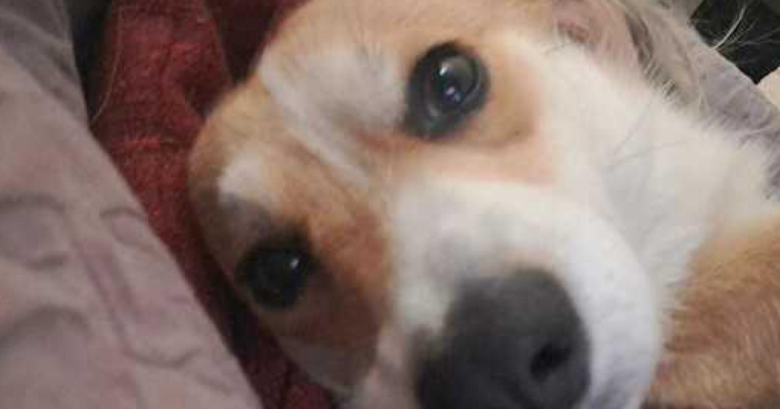 "La mia cagnolina è stata rapita"