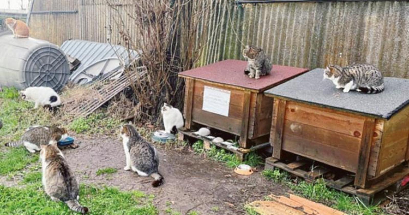 Oasi felina, ritirato il bando