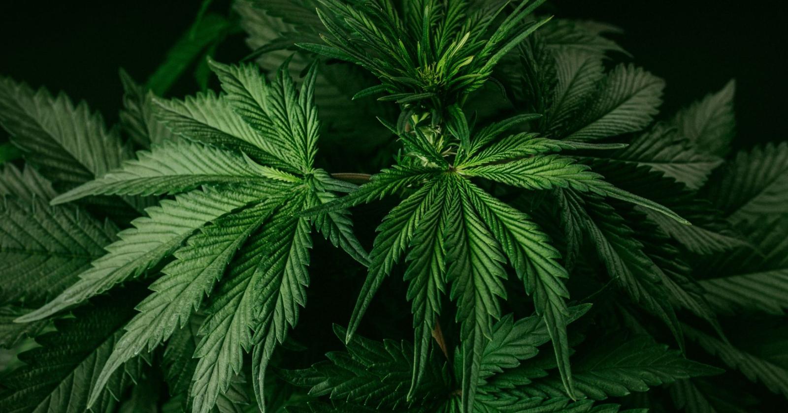 Allarme letale nella cannabis &ldquo;light&rdquo;