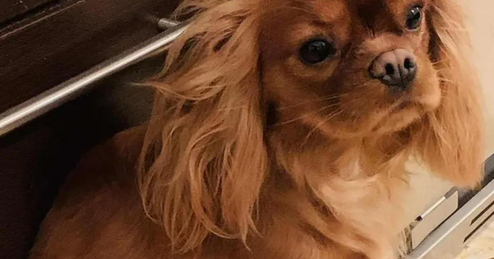 La cagnolina mette in fuga i ladri