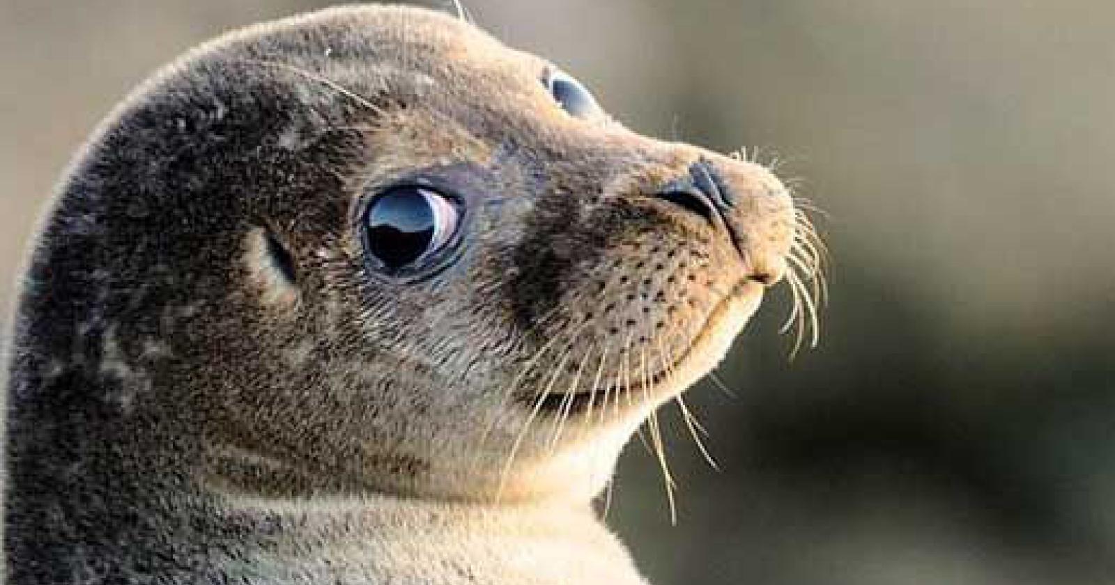 Eccezionale avvistamento a Caleri