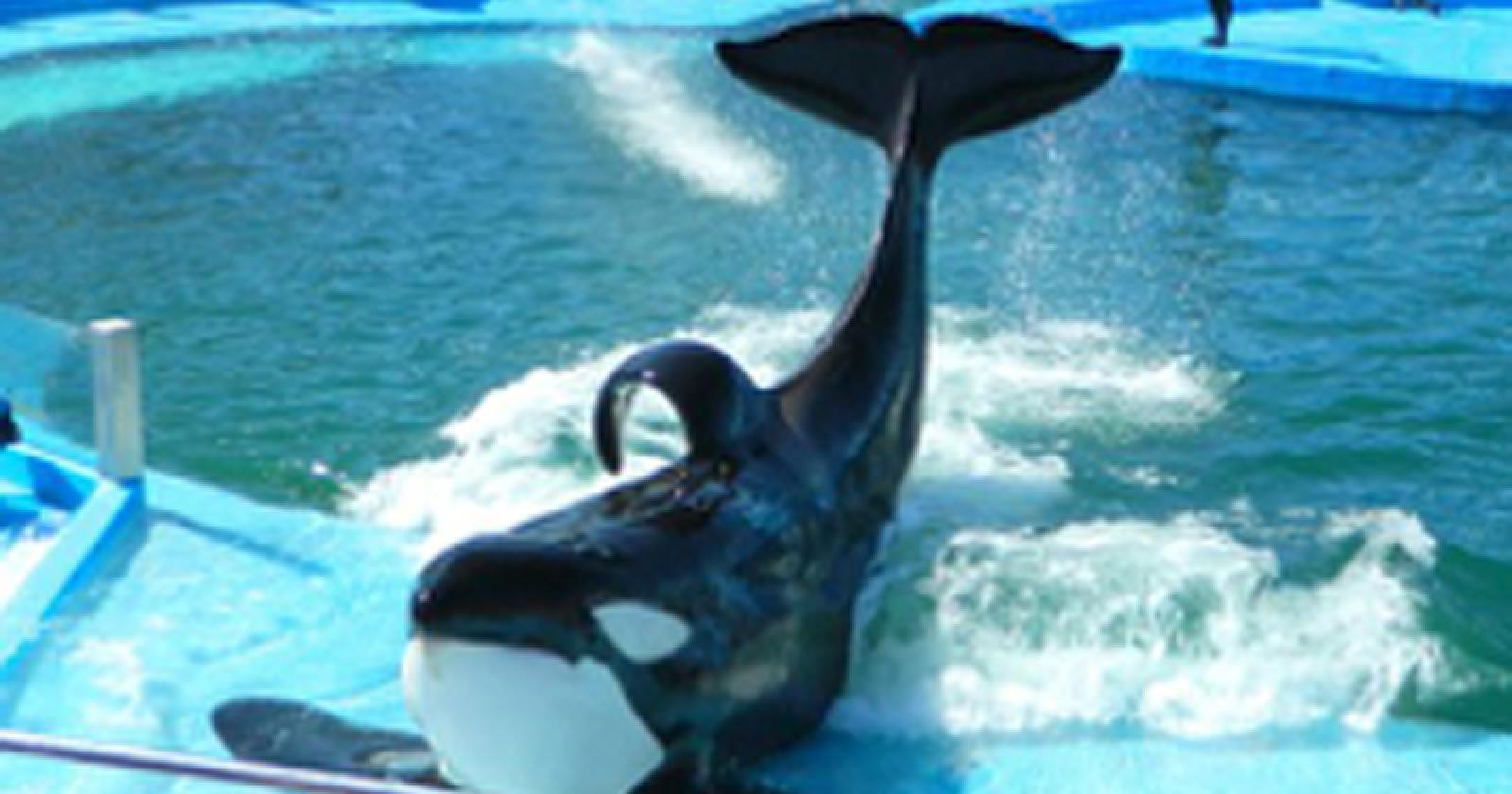 Kshamenk, l&rsquo;orca pi&ugrave; sola al mondo &egrave; morta