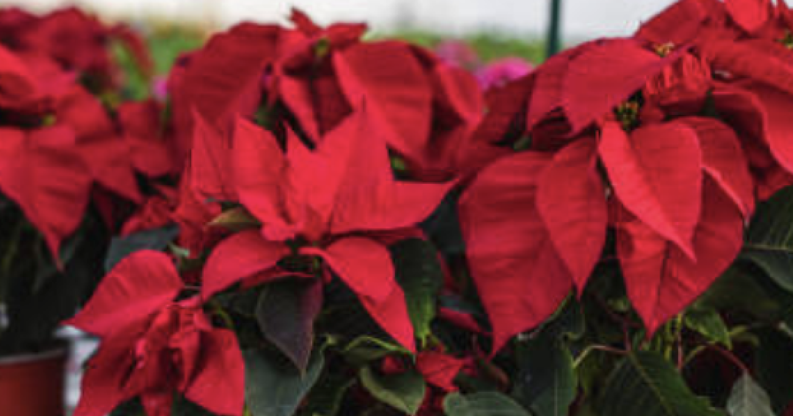 Stella di Natale, il fiore che racconta il Natale