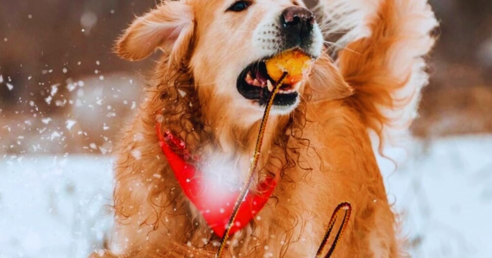 Natale in sicurezza per cani e gatti