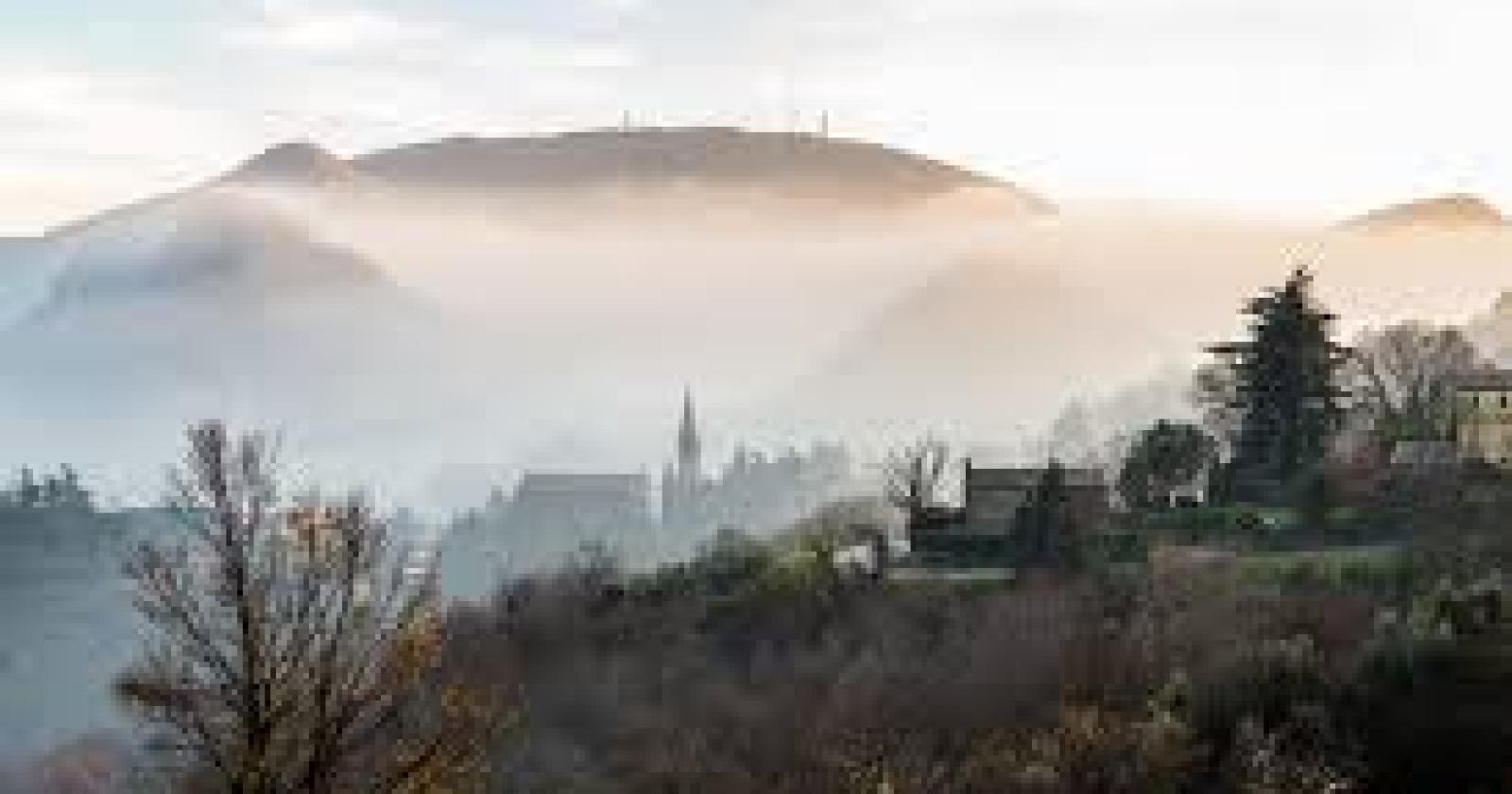 In vendita la nebbia dei Colli. In vasetto