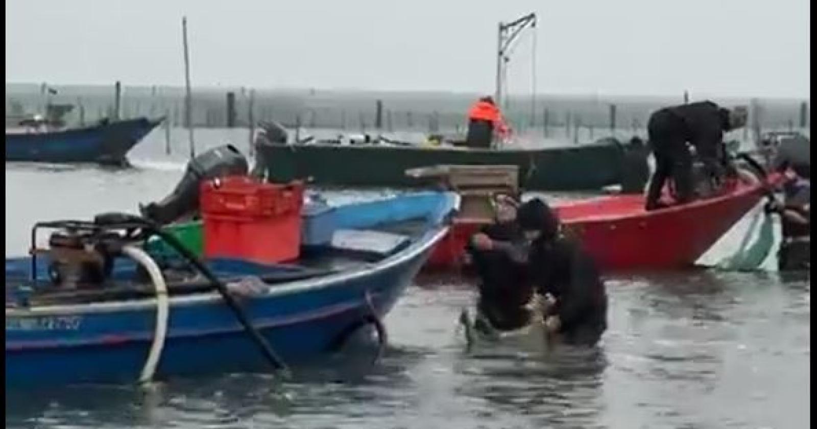 Granchio blu: il recinto ha funzionato, inizia la raccolta delle vongole