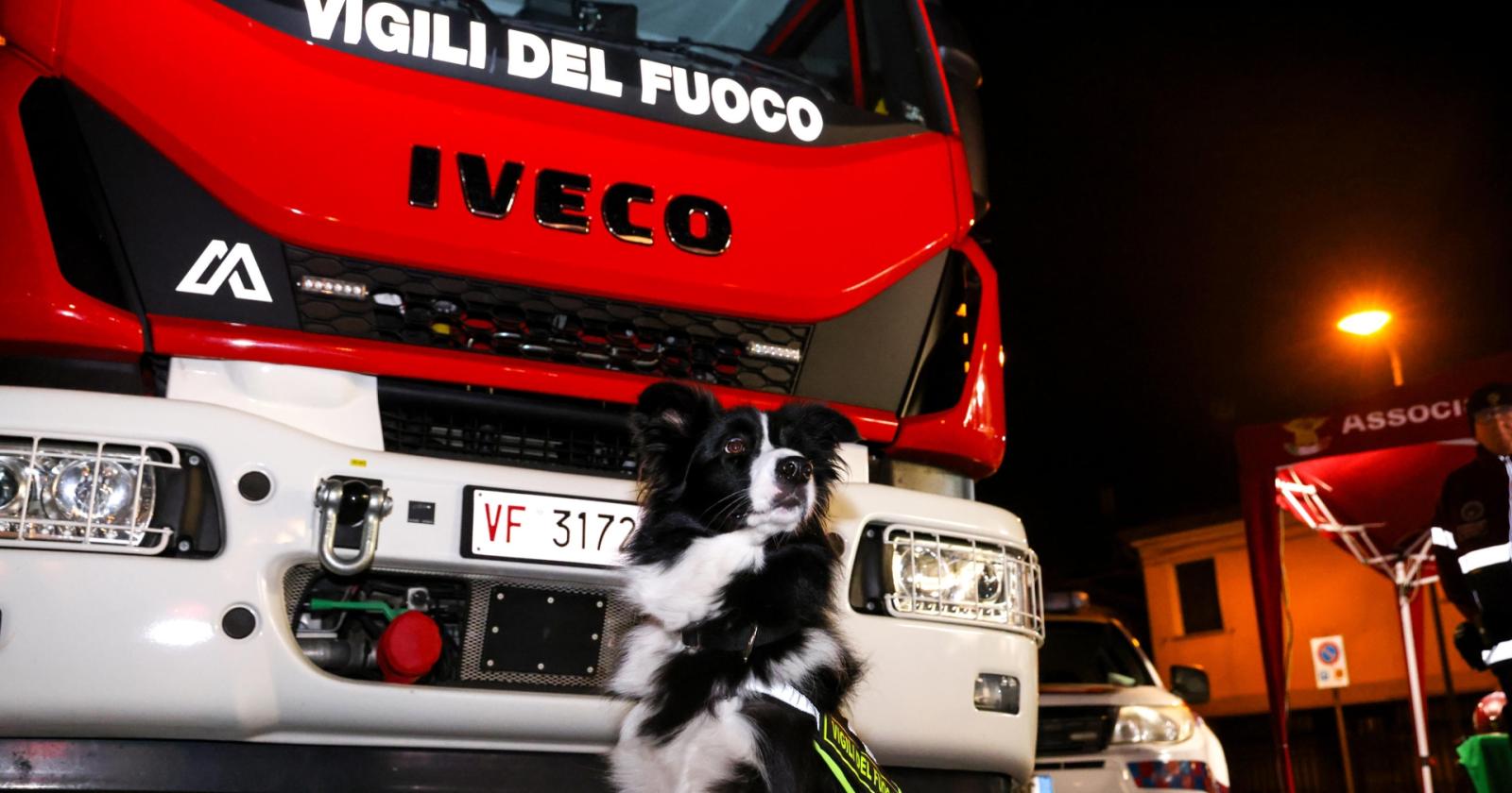 Cani che salvano vite