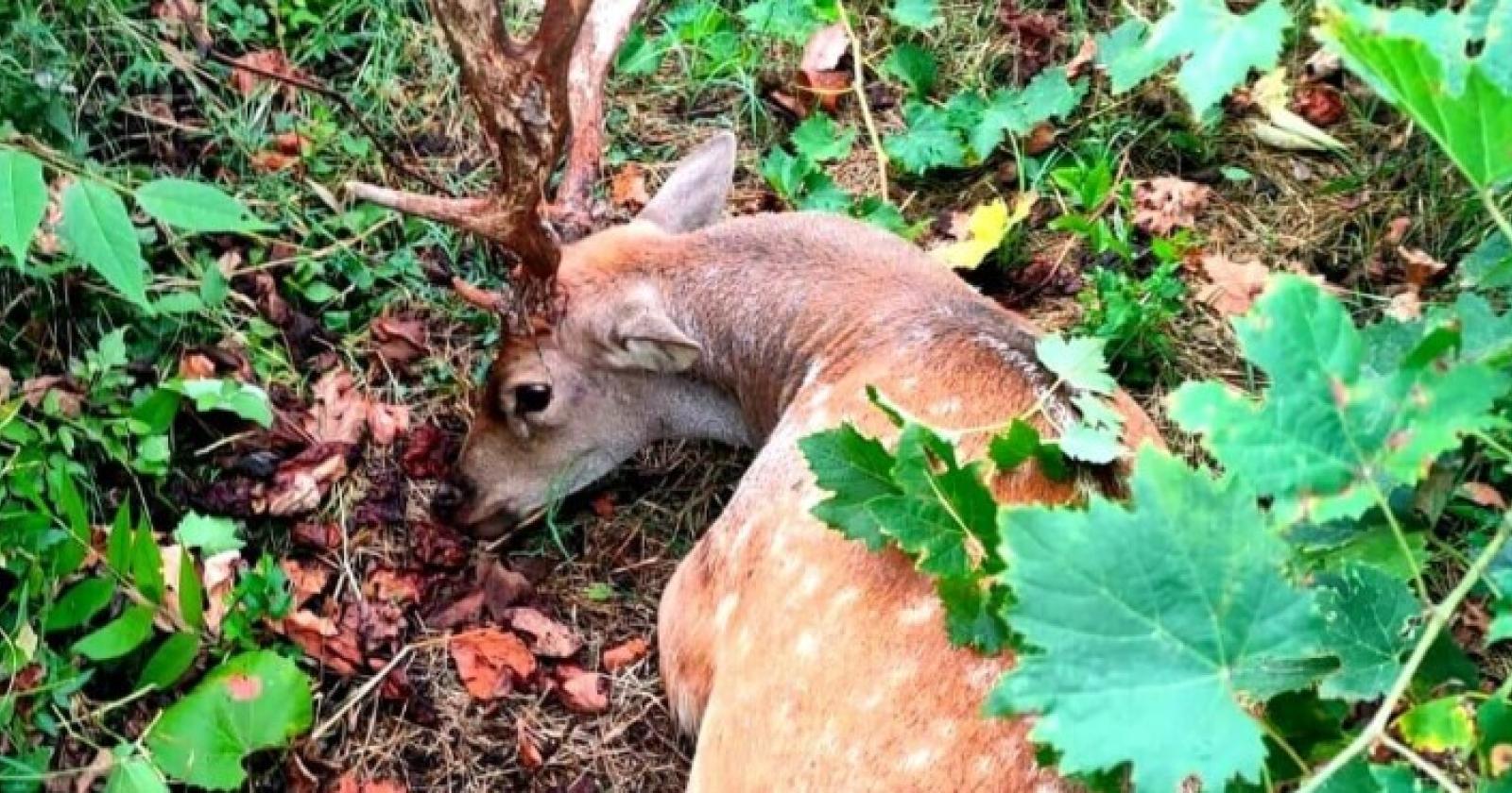 Daino ucciso ai Colli Euganei, gli animalisti contro l&rsquo;archiviazione: &laquo;Riaprire il caso di via Cataio&raquo;