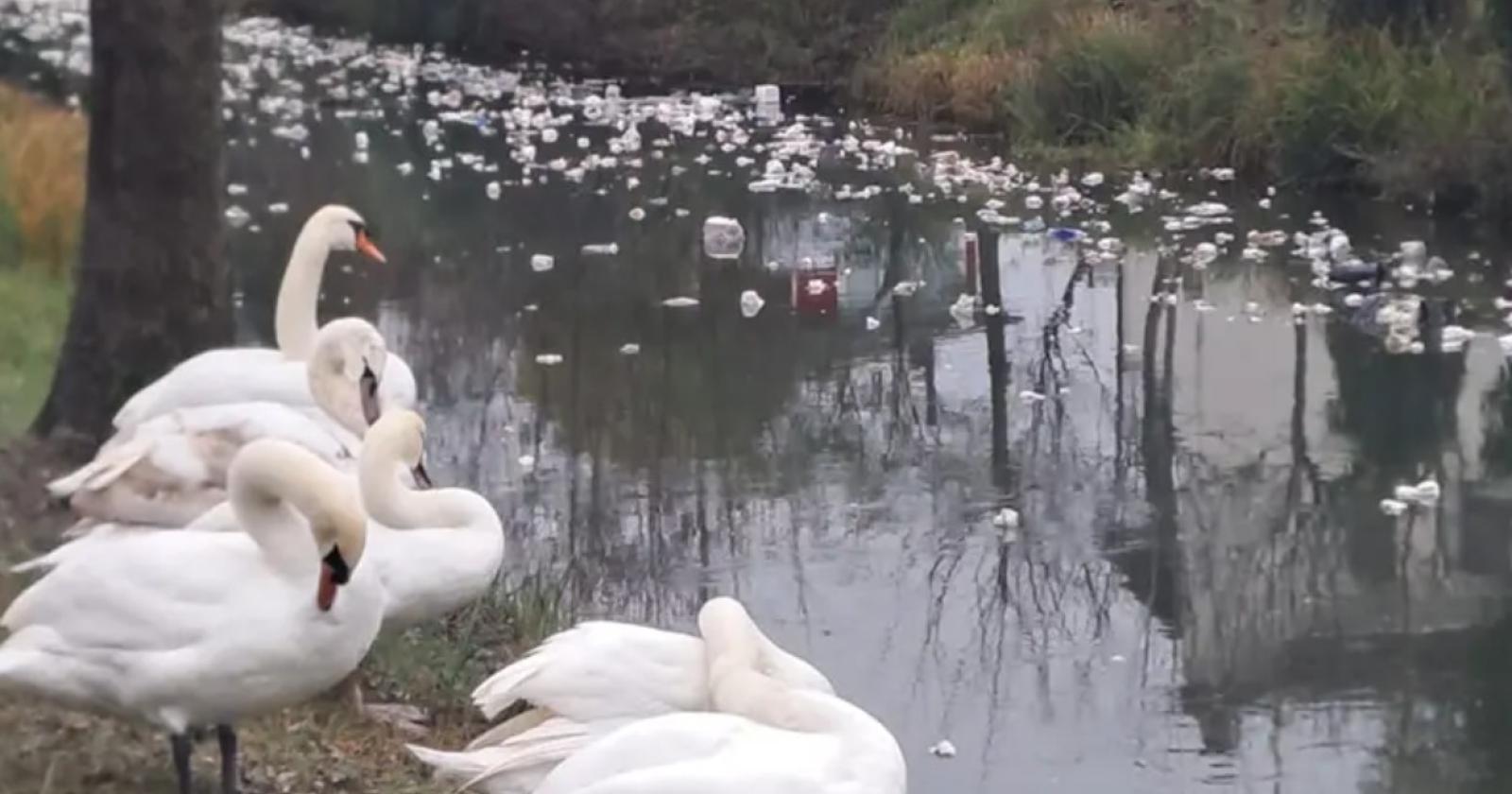 Rimorchio si ribalta a Grantorto: rifiuti nella roggia Contarina, cigni messi in salvo