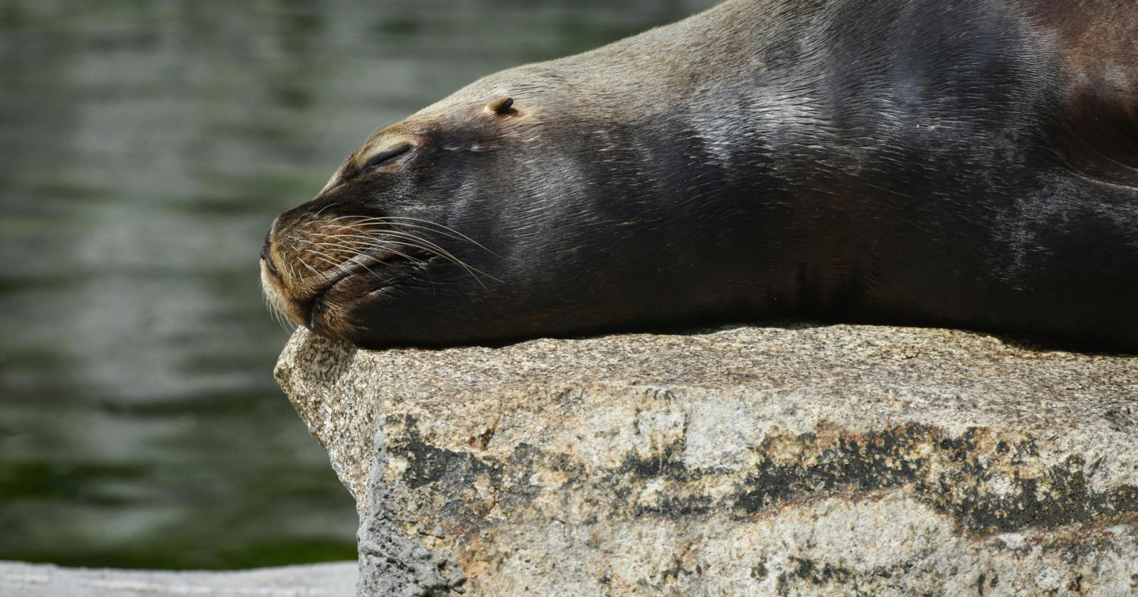 Foca monaca a Numana, appello al rispetto
