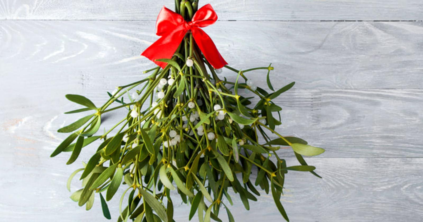 Vischio di Capodanno, amuleto di fortuna