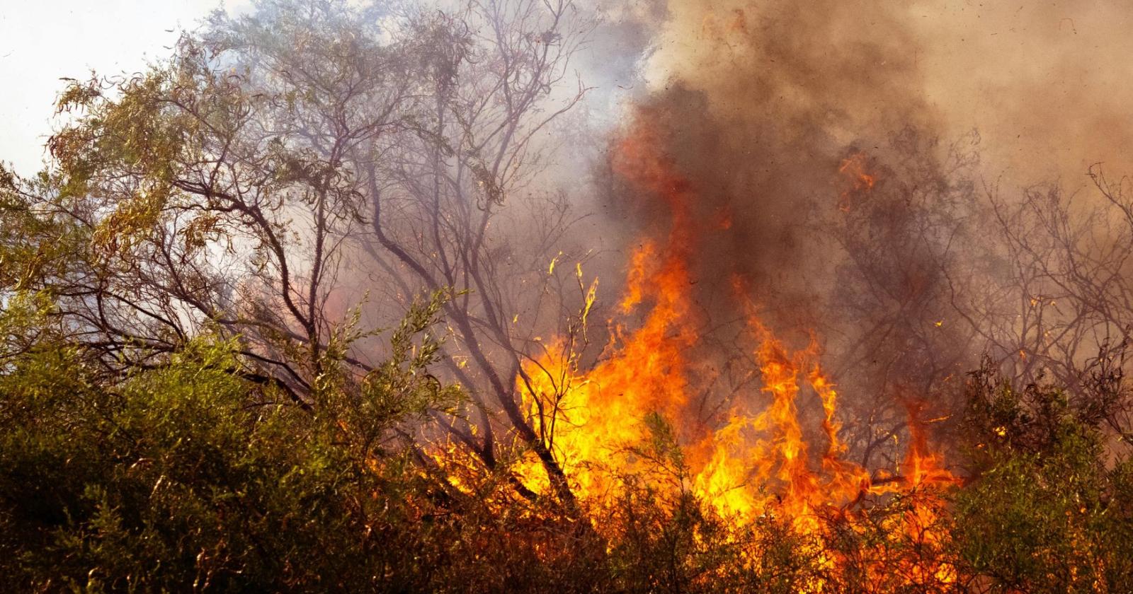 Petardi nel bosco, scoppia il maxi incendio
